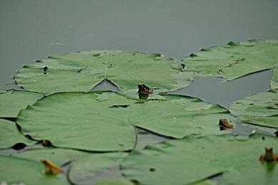 N卡新驱动修复了《最终幻想7：重制版》PC卡顿问题